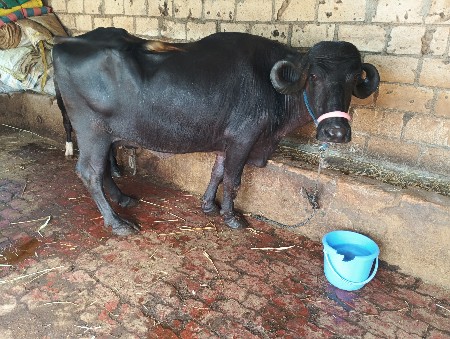 આ ભેસ વેચવાની છે