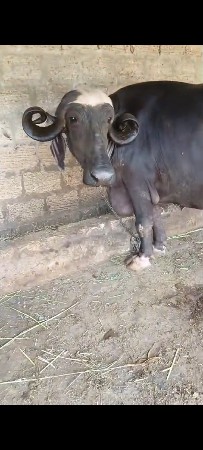 ભેસ વેચવાનુછે