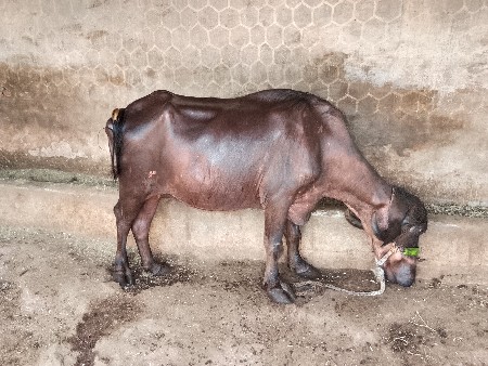 2 khadeli vechavani chhe