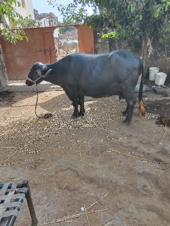 કરેલી બીજા વેતનની ભેંસ વેચવાની છે