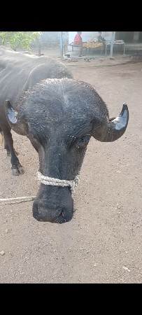 ચાર દાંતે