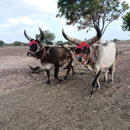 બળધું વેચવાના છે સાવ સોજા છે