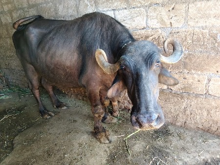 વેશવાનીશે115કીમત