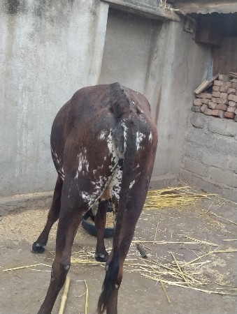 જરસી ઓડકી સે પેલુ વેતર સે