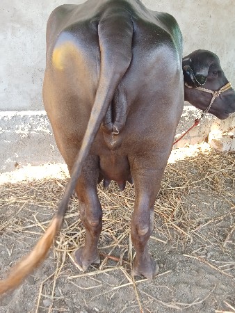 2 ખડેલી વેચવાની છે