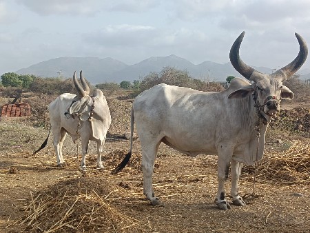 vesvana che