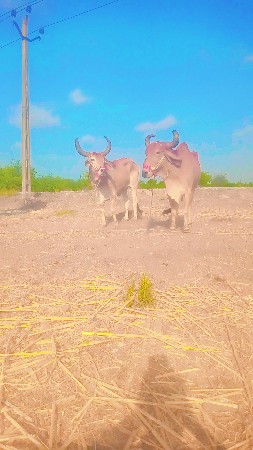 25000 કિંમત