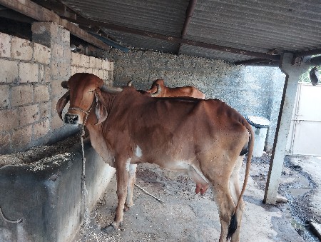 ગાય વેચવા ની છે