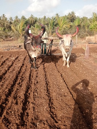 બળદ વેચવાના છે