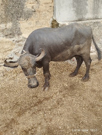વેચવાની છે