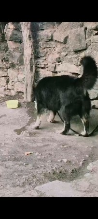 જર્મન ફીમેલ વેચવાની છે