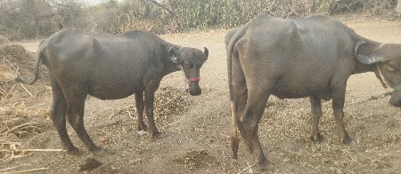 બે ખડેલા વેચવાના છે