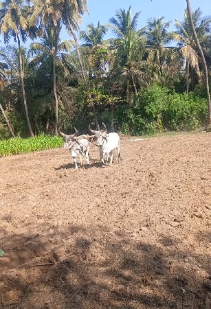 વેચવાનો