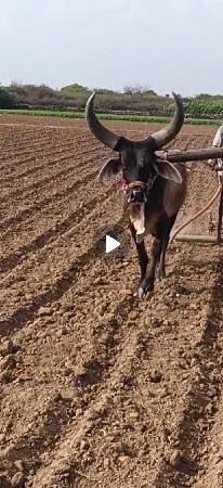 ગામ બળેજ જિલ્લો પોરબંદર