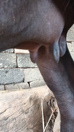 ભેંસ વેચવાનિ