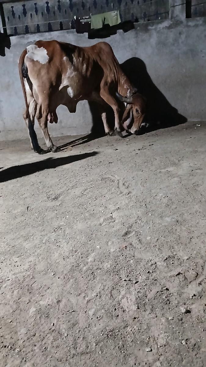 ગામ ભાણવડ