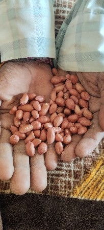 માંડવી નૂ બિયારણ વેચવાનૂ છે