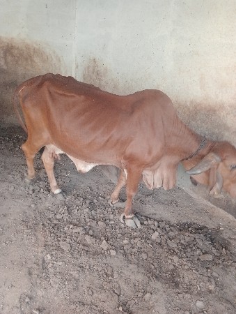 ગાય વેચવાની છે