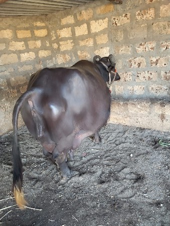 ભેંસ વેચવાની છે 4/5દીવસ ની કાછી