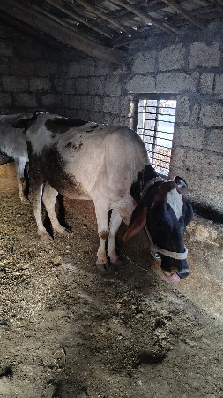 પેલું વેતર Hf