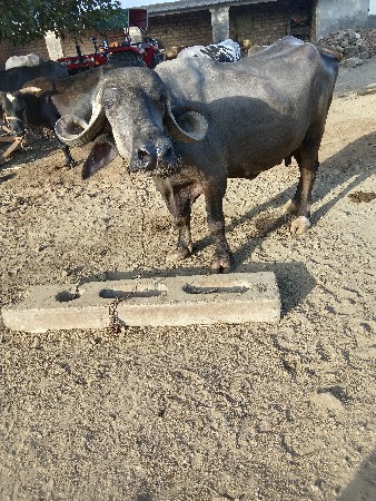 આ ભેંસ વેચવાની છે