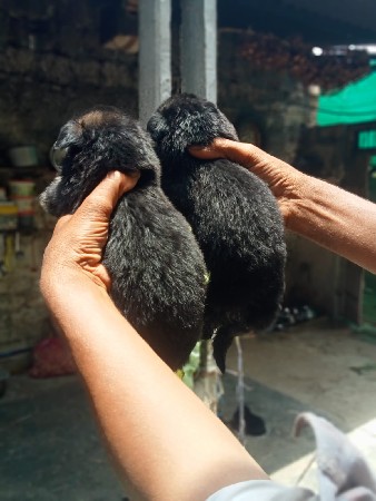 વેચવાના છે ગલુડિયા