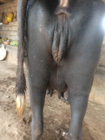 પેલું વેતર ખડેલી