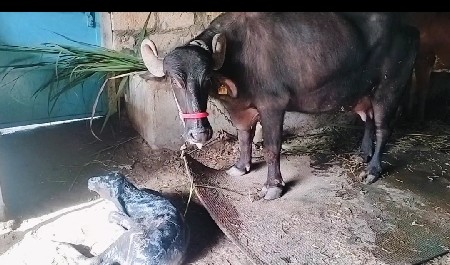 ભેંસ વેચવાની છે 
બીજું વેતર