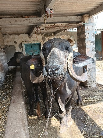 ભેંસ વેચવાની છે