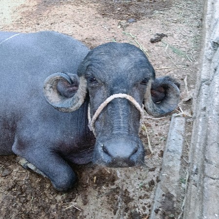 2 વેતર વિહાહે