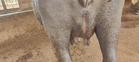 ભેંસ વેચવાની છે 2 બીજું વેતર