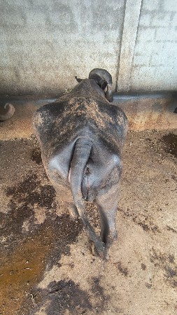 પેલ વેટરી ખડલી વેચવાની છે
