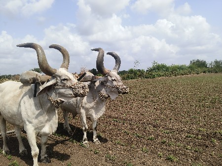 bardhu