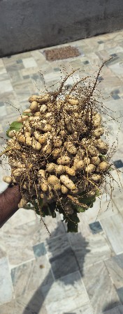 મગફળી ઓળા માં આપવાની છે