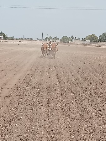 બળદ વેચવાના છે
