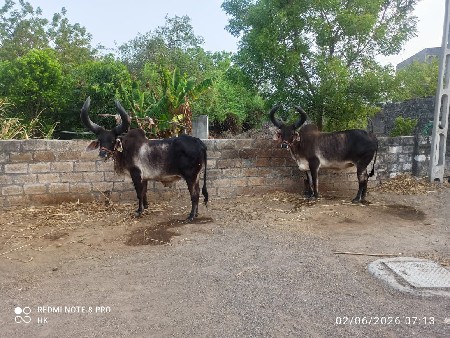 બળદ વેચવાના છે
