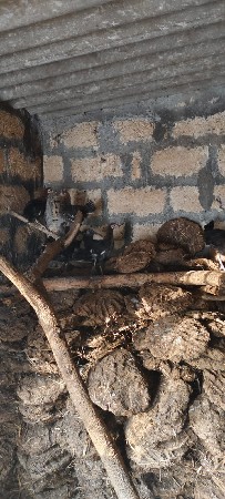3 મહિના ના છે