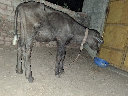 પાડો વેચવાનોછે