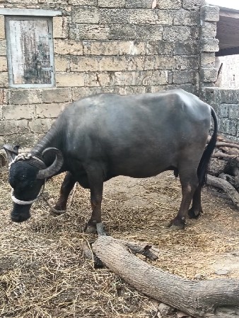 ભેંસ વેસ વા ની સે