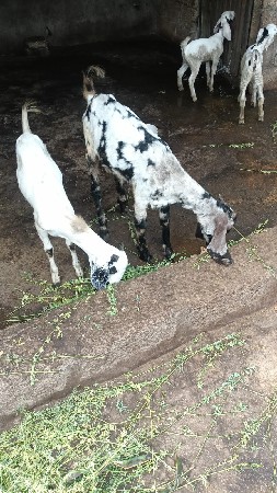 બકરા વેચવાના છે