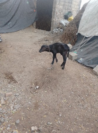 આવડા