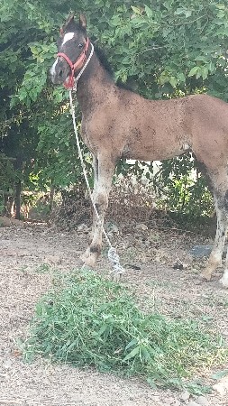 વશેરો વેચાવ છે