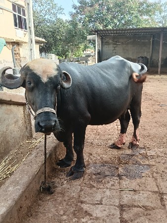 ભેંસ વેચવાની છે