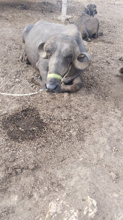 ભેંશ 15 દીવશ ની કાંચી છે