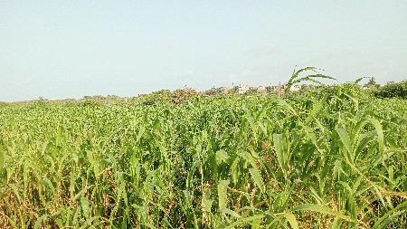 લીલુ
