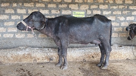 જાફરાબાદી ખળેલી વેચવાની છે