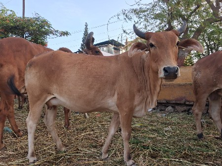 હોડકી વેચવાની છે