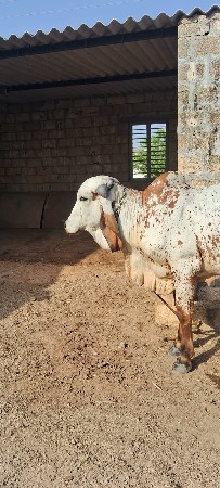 vachado vechvano che