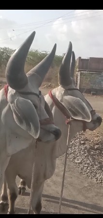 શોખીન માણશના કામના છે