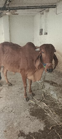 ઓરીજનલ ગીર ગાય વેચવાની છે